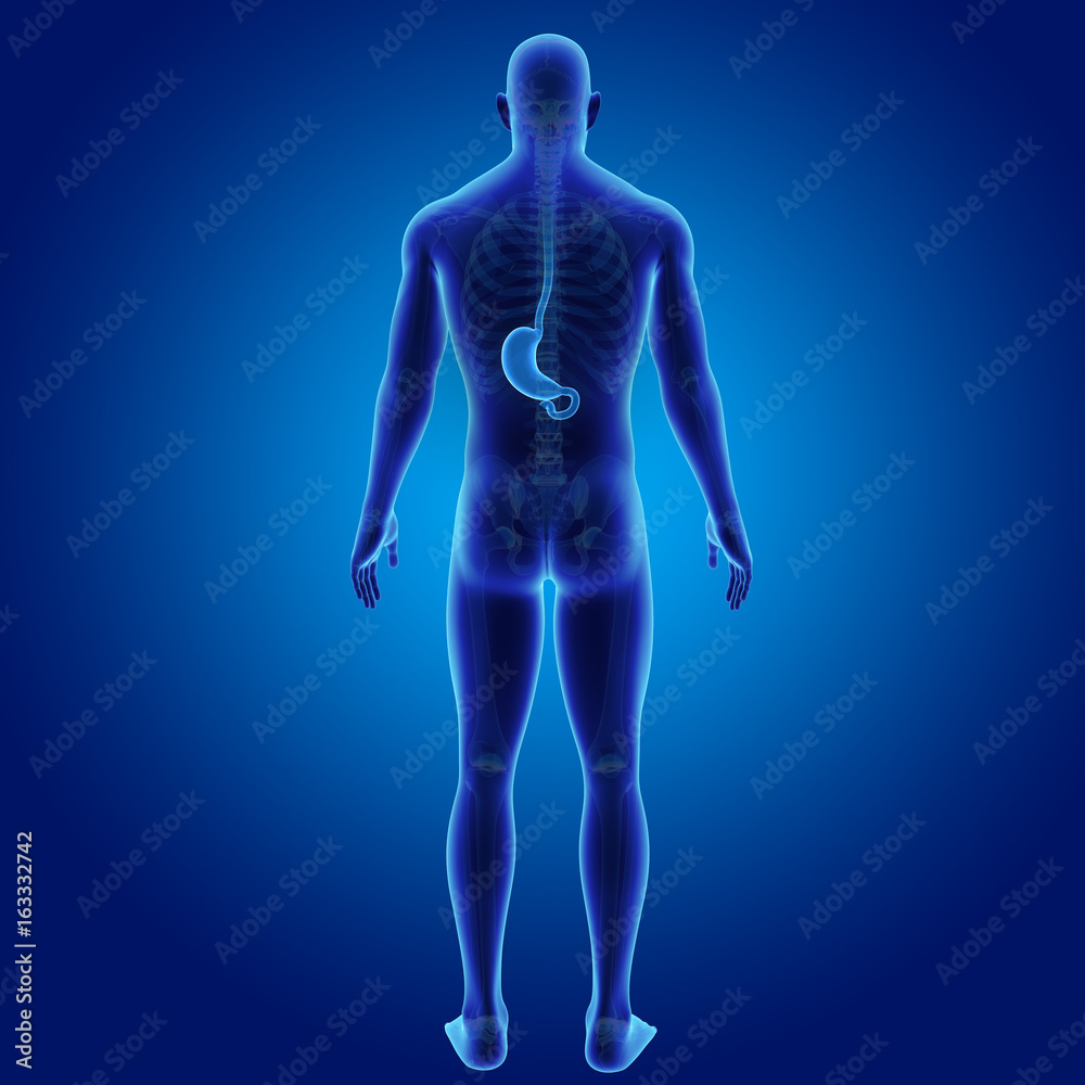Stomach with skeleton posterior view Stomach with skeleton posterior view
