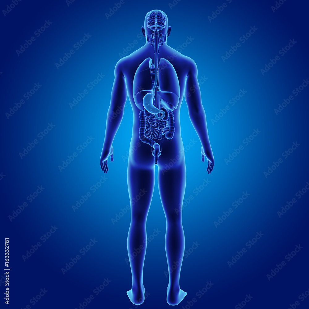 Stomach with organs posterior view Stomach with organs posterior view