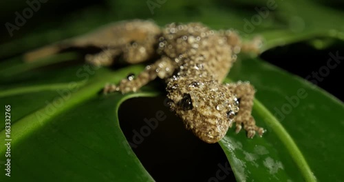 Broad-tailed Gecko or Southern Leaf-tailed Gecko (Phyllurus platurus) is a common gecko found in the Sydney Australia photo