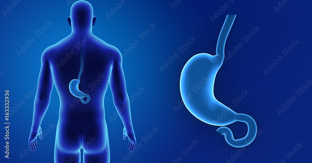 Stomach zoom with body posterior view Stomach zoom with body posterior view