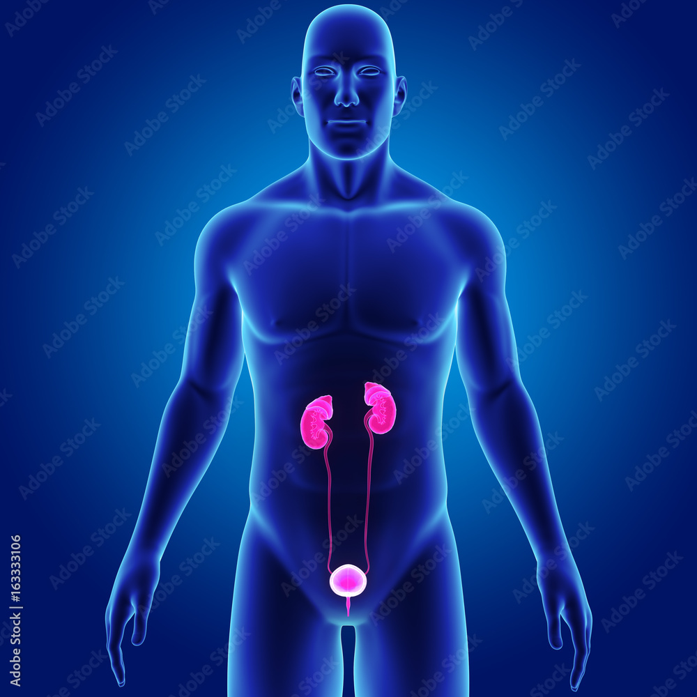 Urinary system with body anterior view Urinary system with body anterior view