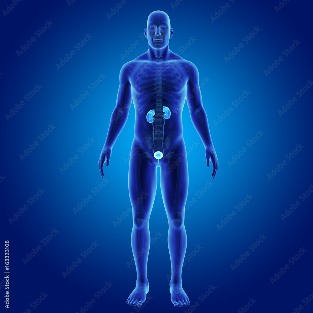Urinary system with skeleton anterior view Urinary system with skeleton anterior view