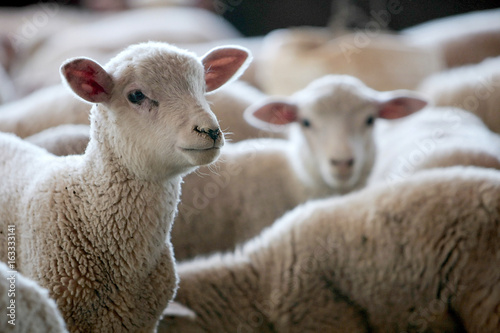 Fazenda de ovinocultura photo