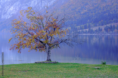 Fall colors at Bohinj lake photo