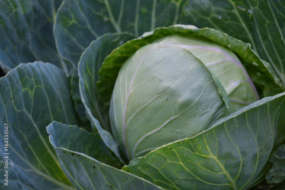 Fototapeta premium cabbage