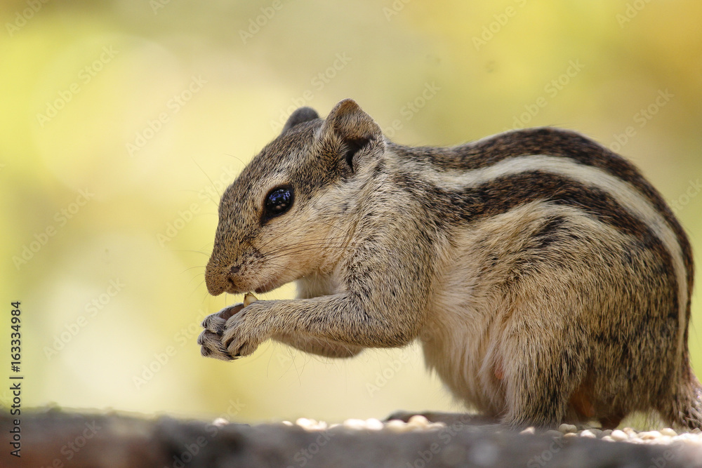 Indian squirrel Indian squirrel