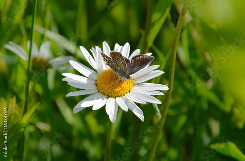 tender marco: butterfly on the daisy