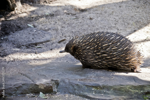 echidna photo