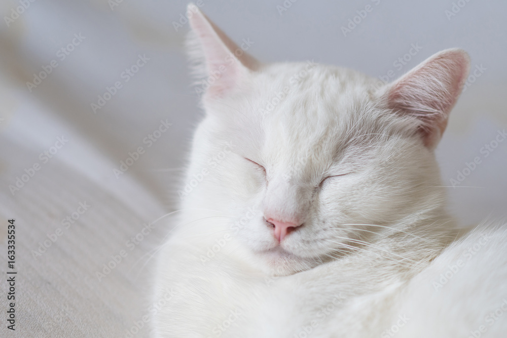 White cat Sleep,Looks like smiling. White cat Sleep,Looks like smiling.