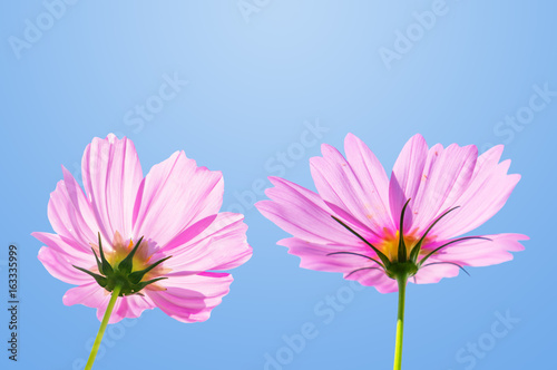 Pink cosmos flowers blooming in the garden