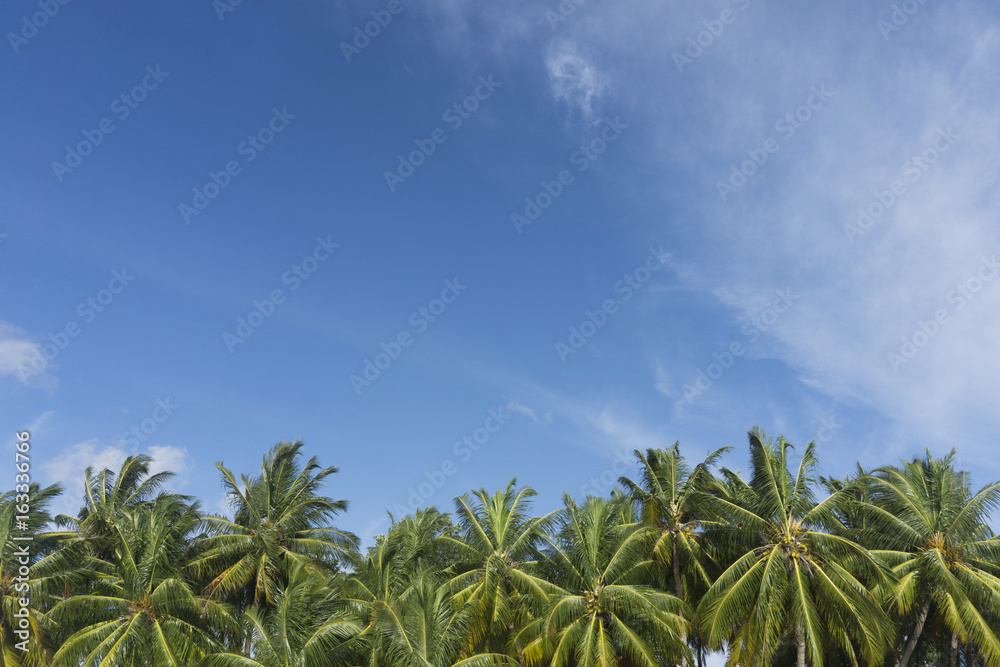 Summer time exotic tropical palm tree Summer time exotic tropical palm tree