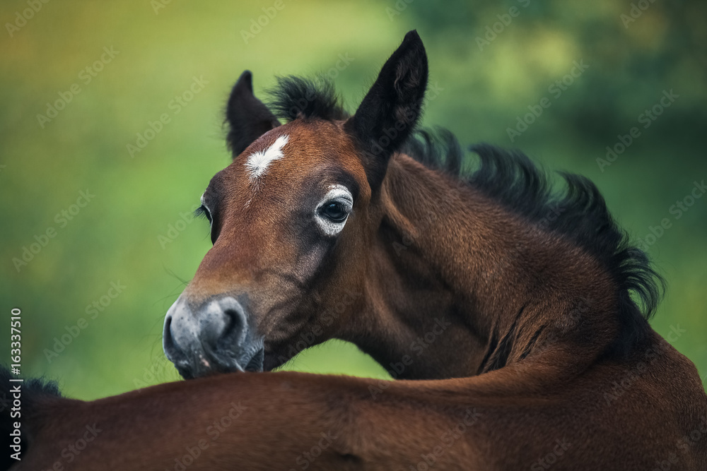 Fototapeta premium Portrait of an unusual bay foal with circles around the eyes