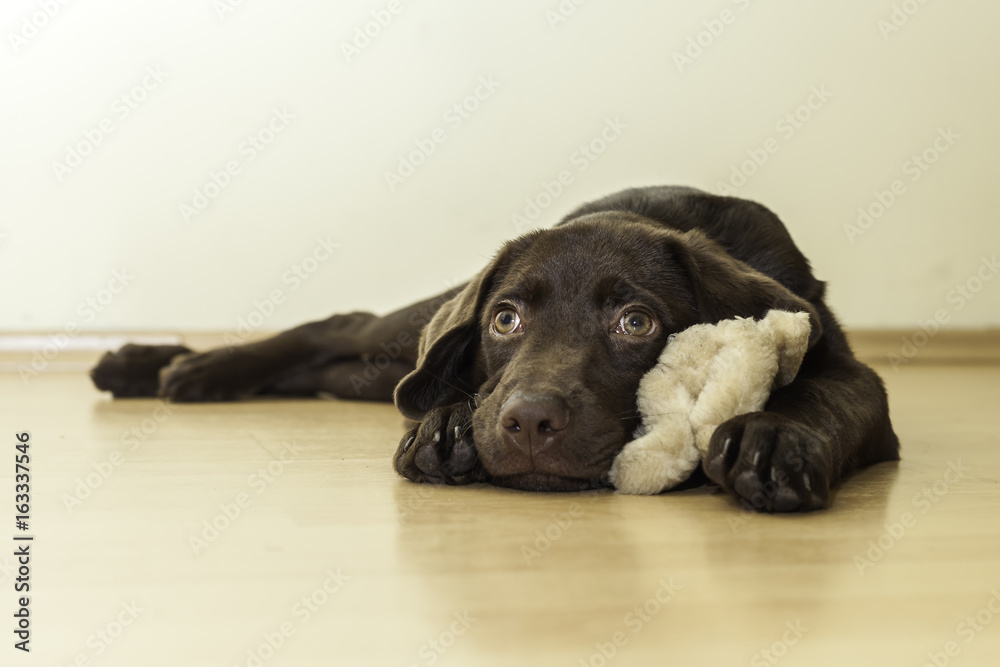 Perro Perro