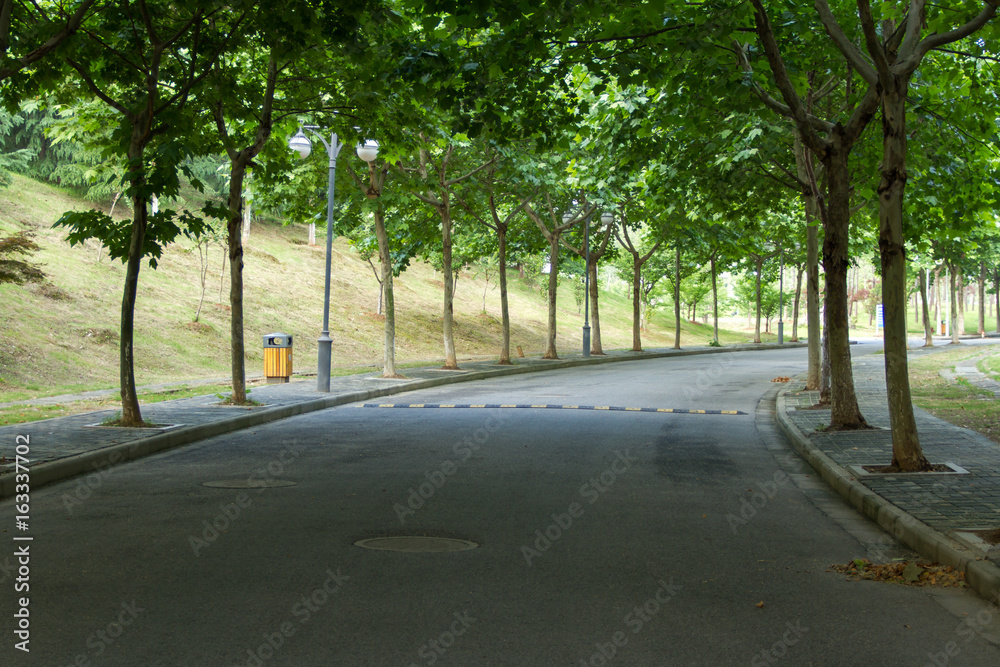 Trees on both sides of the road
