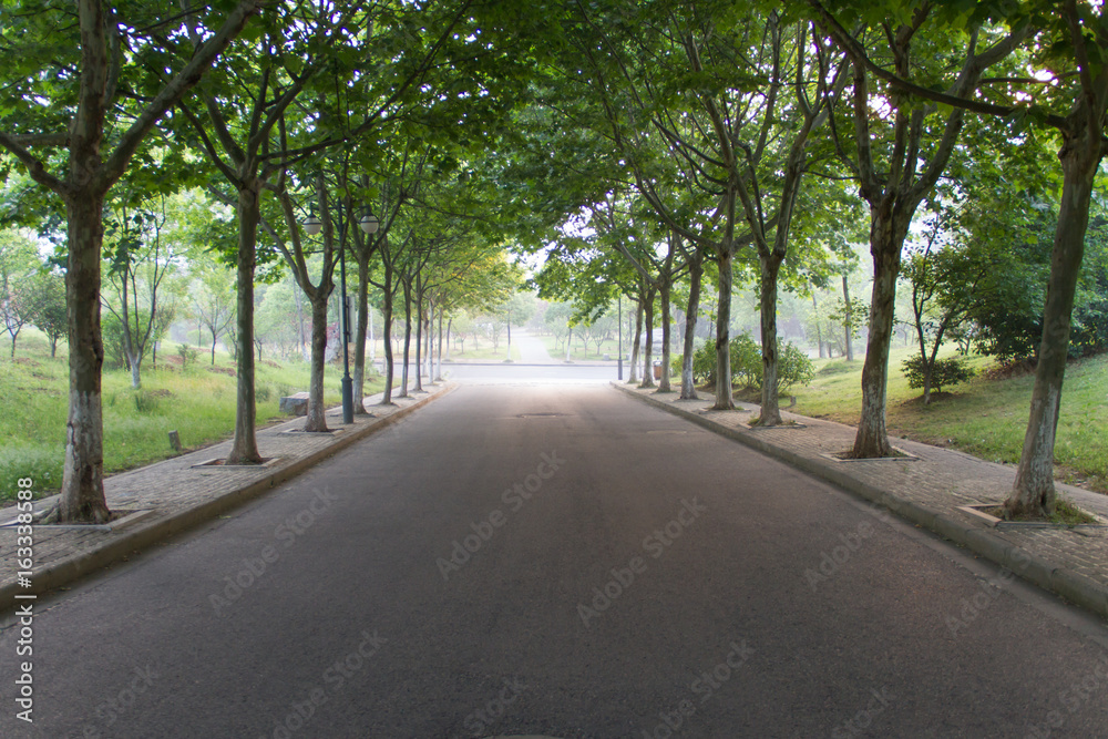 Trees on both sides of the road