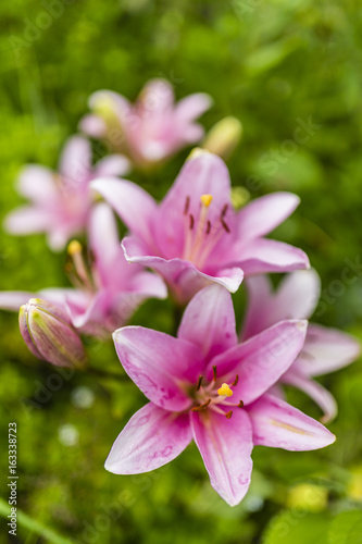 Beautiful pink lily flowers in the garden.