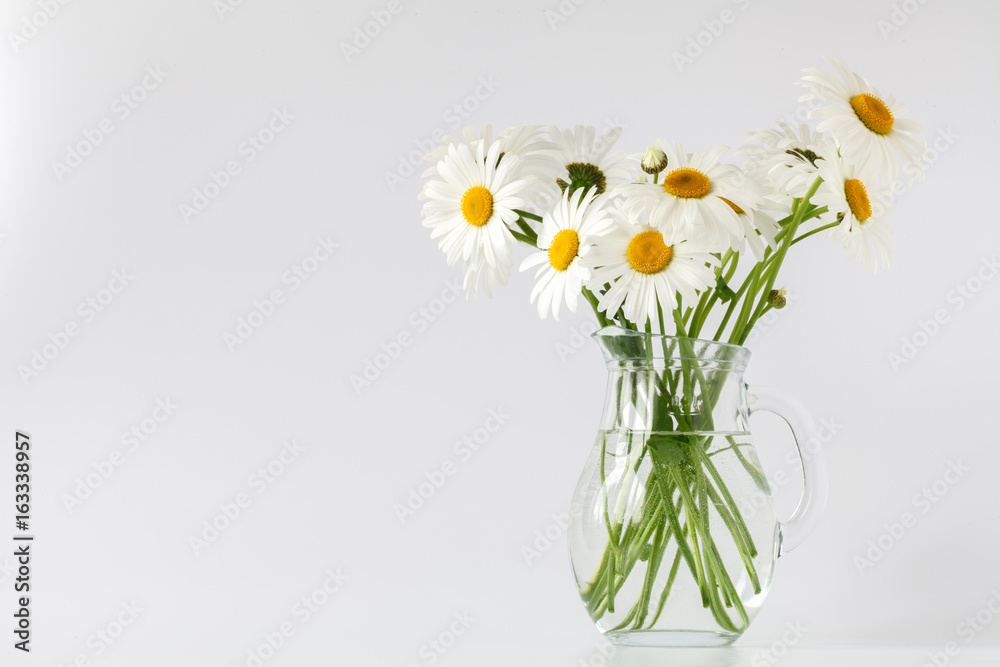 Chamomiles on white background Chamomiles on white background