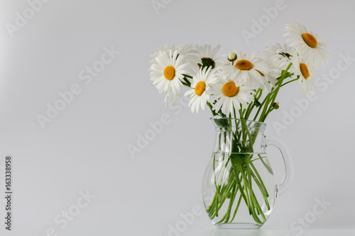 daisies summer white flower on white background
