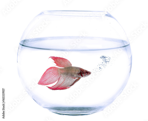 Photography fishbowl and Siamese fighting fish