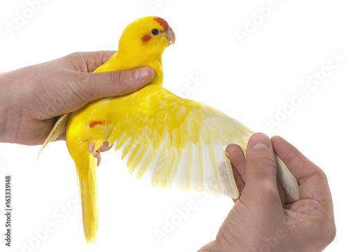Canvas Print wing of  Red-fronted Kakariki parakeet