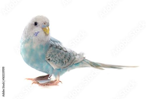Photo common pet parakeet