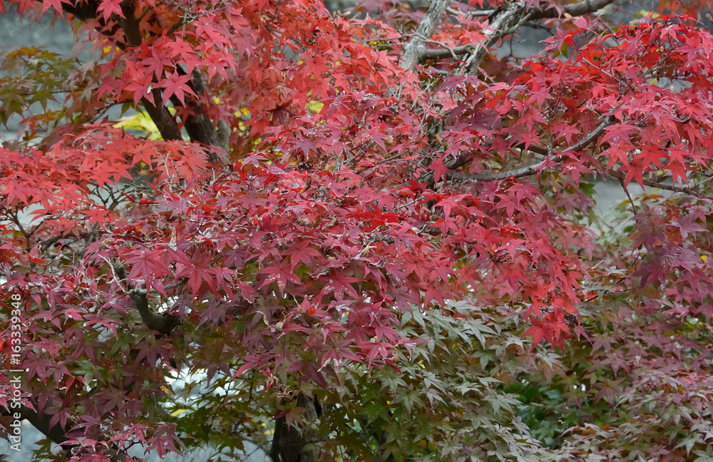 秋晴れの日に、光り輝く紅葉