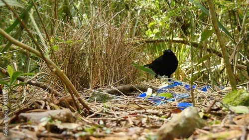 Bowerbirds are in the bird family Ptilonorhynchidae. They are renowned for their unique courtship behaviour, photo