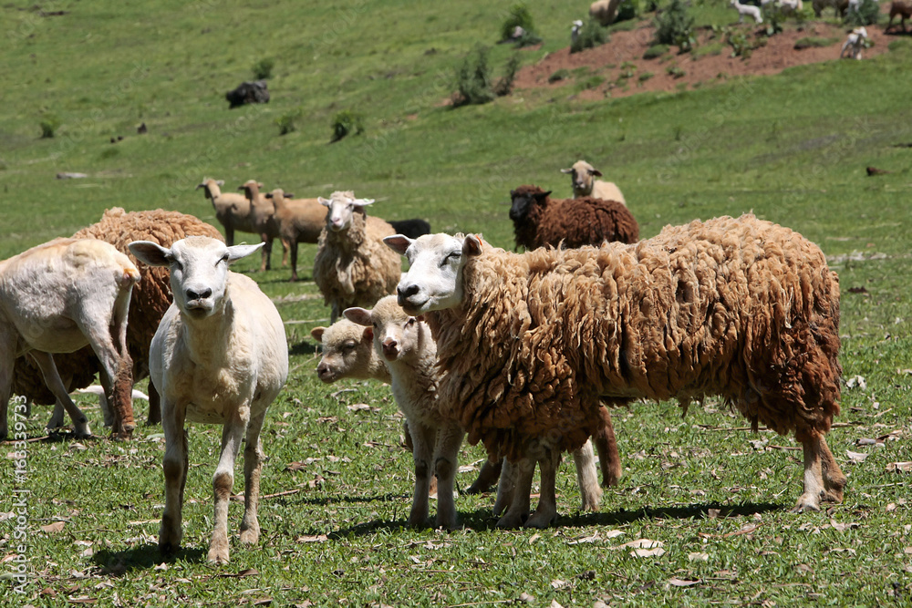 Obraz premium OVINOCULTURA