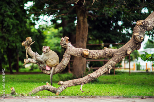 Monkey monkey sitting on the tree. © tobyanna