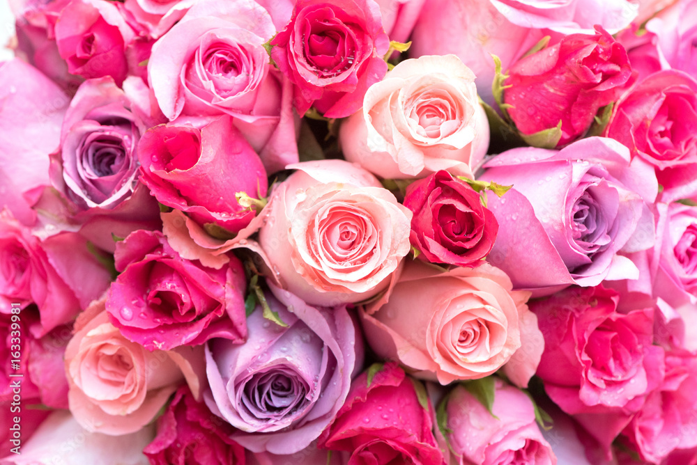 beautiful pink and red roses background,close up. beautiful pink and red roses background,close up.
