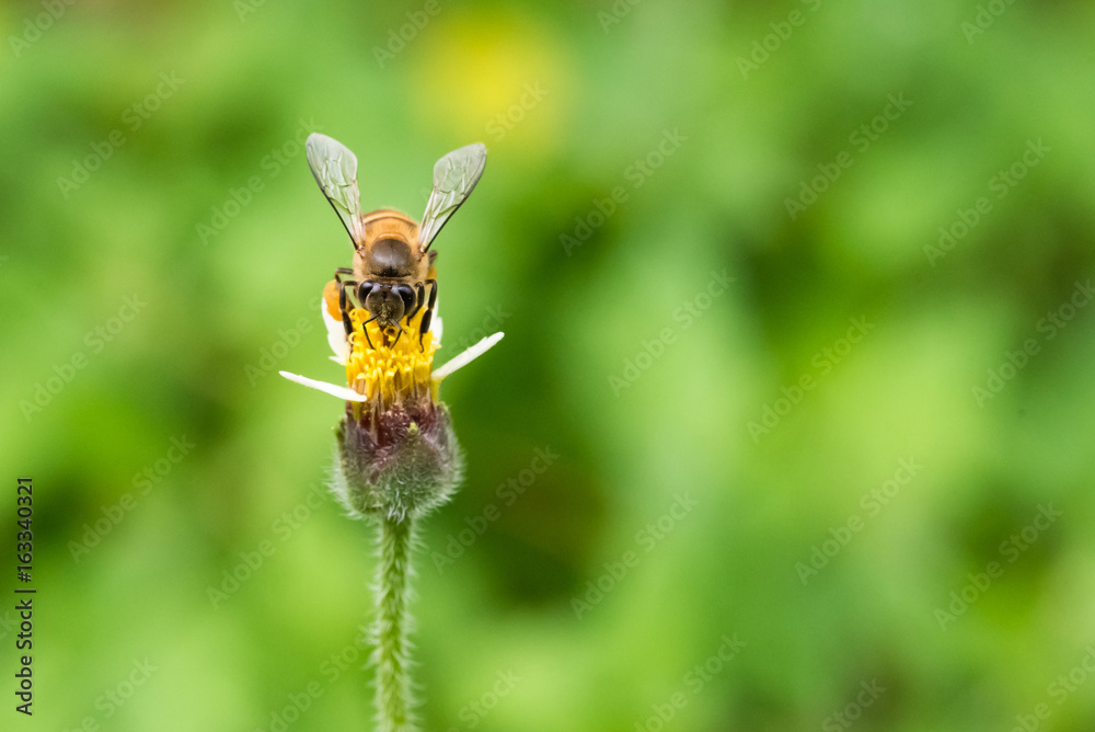 macro shot of bee sucking sweet nectar from Mexican daisy flower with copy space macro shot of bee sucking sweet nectar from Mexican daisy flower with copy space
