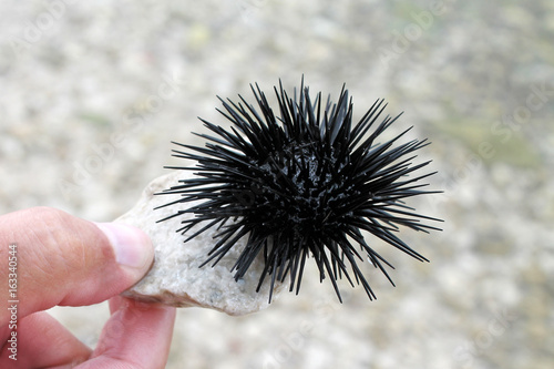 Sea urchin in hand. 