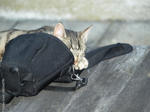 Photography Tiger Cat is hidding behind the photo bag