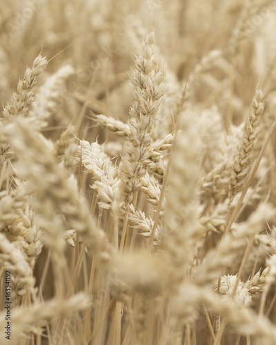  Field with wheat © anna_klyasheva