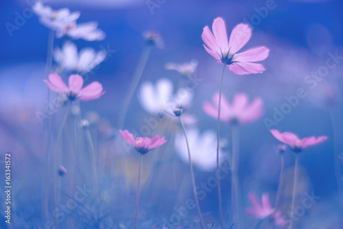 Fototapeta Naklejka Na Ścianę i Meble -  Purple cosmos flowers on dark blue background. Art summer soft image. Selective focus.