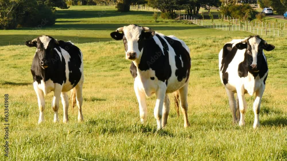 Dairy cattle milk cow farming of Holstein Friesians Dairy cattle milk cow farming of Holstein Friesians