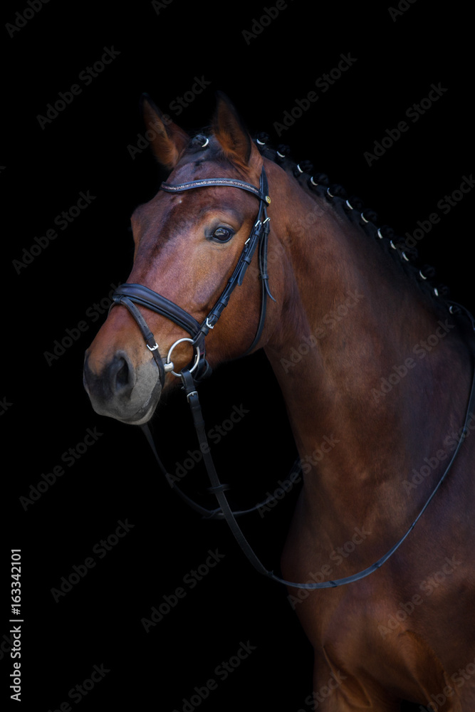 Fototapeta premium Portret Bay ogier na czarnym tle