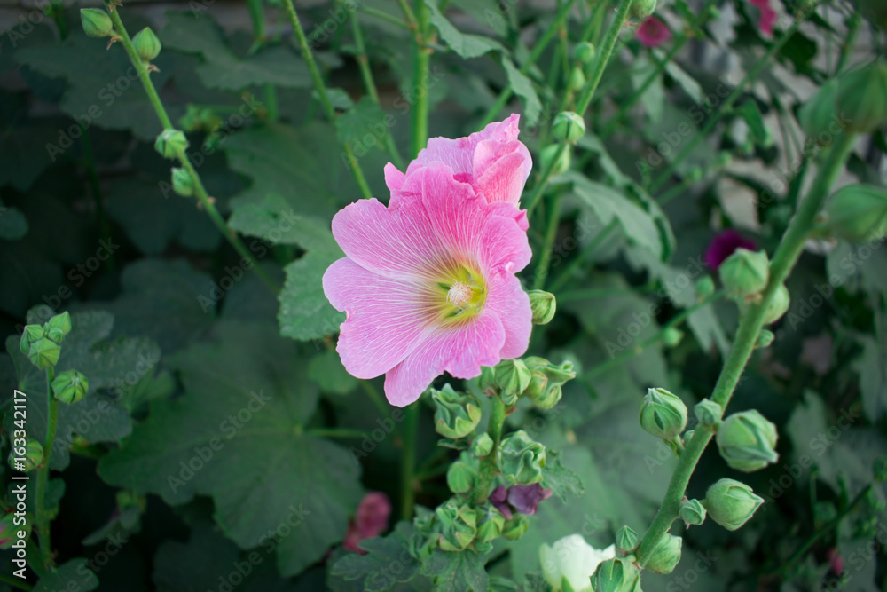 The flower blooms very beautifully. The flower blooms very beautifully.