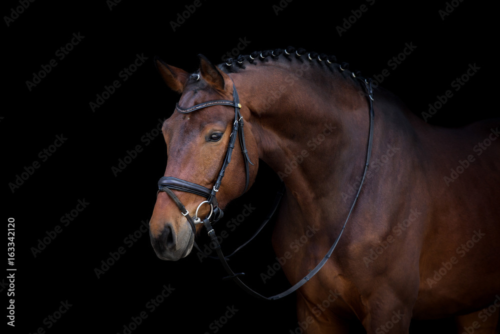 Obraz premium Podpalany ogiera portret na czarnym tle