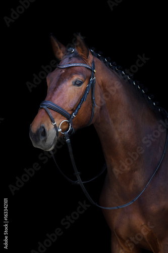 Bay stallion portrait on black background