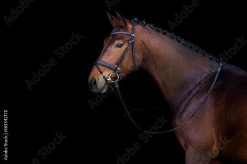 Bay stallion portrait on black background © callipso88