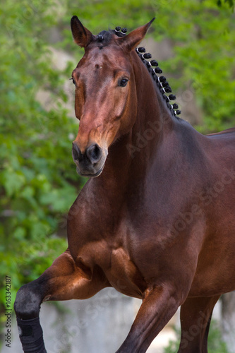 Bay stallion portrait with braided mane run