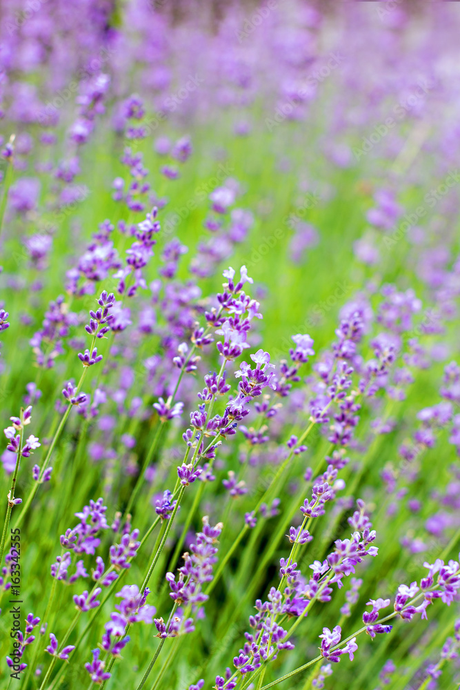Fototapeta premium Lavender flowers in the garden, in the field.