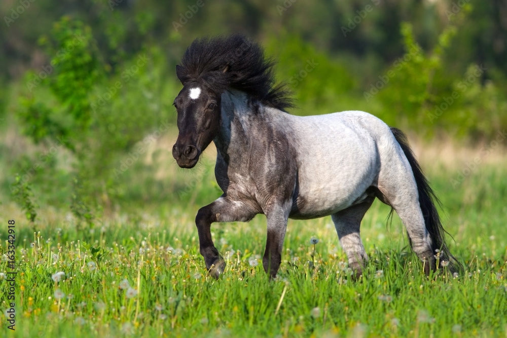 Beautiful grey pony with long mane run gallop Beautiful grey pony with long mane run gallop