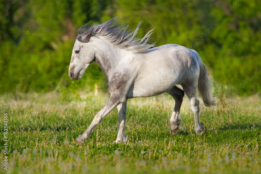 White piebald horse run gallop in green meadow White piebald horse run gallop in green meadow