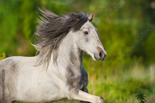 White piebald horse with long mane run gallop in green meadow © callipso88