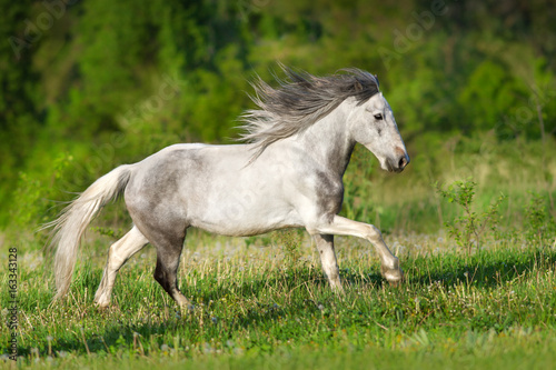 White piebald horse run gallop in green meadow