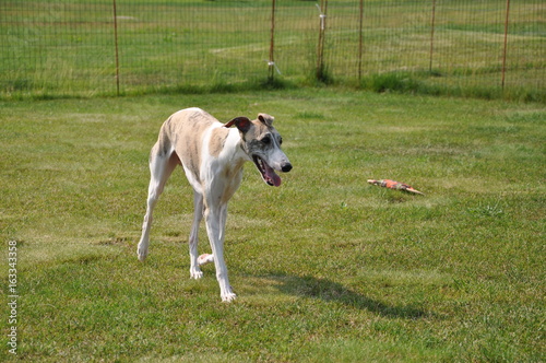 ウィペット（whippet） photo