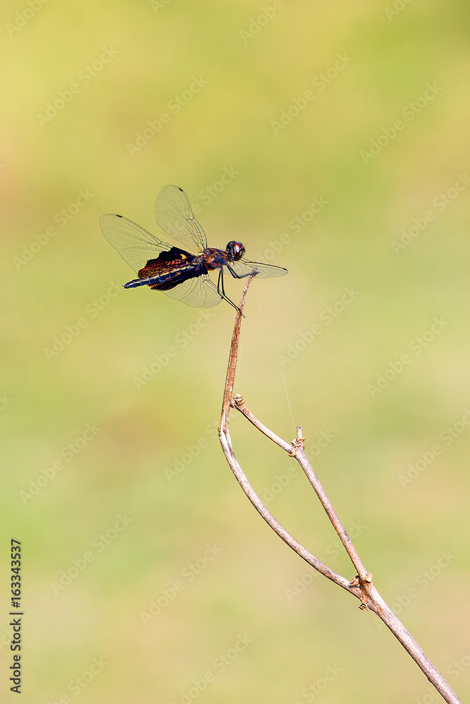 Beautiful dragonfly with amazing colors, presumably the Phantom Flutterer (Rhyothemis semihyalina) in Maroantsetra, Madagascar Beautiful dragonfly with amazing colors, presumably the Phantom Flutterer (Rhyothemis semihyalina) in Maroantsetra, Madagascar