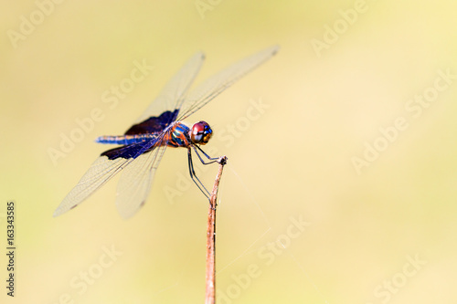 Beautiful dragonfly with amazing colors, presumably the Phantom Flutterer (Rhyothemis semihyalina) in Maroantsetra, Madagascar photo